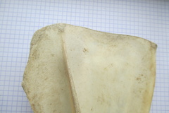 Scapula G lat3