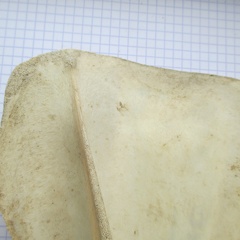 Scapula G lat3 (13386 visites) Scapula G lat3