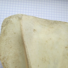 Scapula G lat3