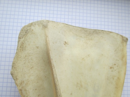 Scapula G lat3 (13376 visites) Scapula G lat3