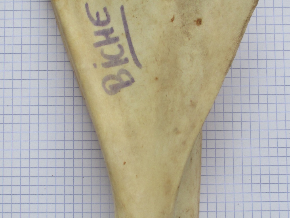 Scapula G med (15122 visites) Scapula G med
