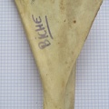 Scapula G med (15123 visites) Scapula G med