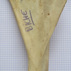 Scapula G med (15139 visites) Scapula G med
