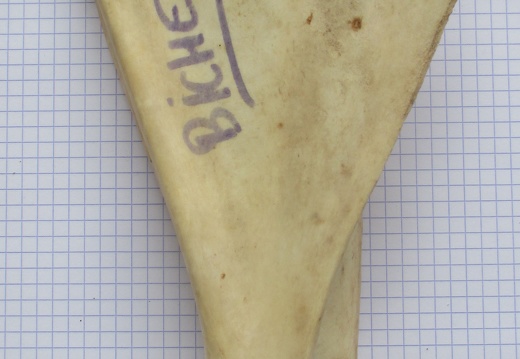 Scapula G med (15123 visites) Scapula G med