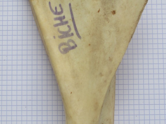 Scapula G med (15131 visites) Scapula G med