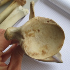 Scapula G vent (15282 visites) Scapula G vent