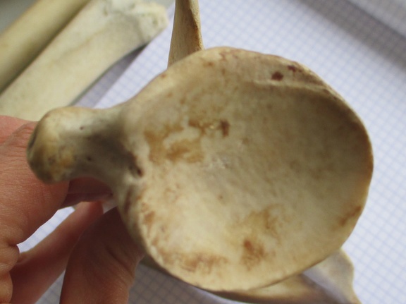 Scapula G vent (15274 visites) Scapula G vent