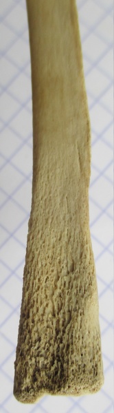 Ulna_G_dist.JPG