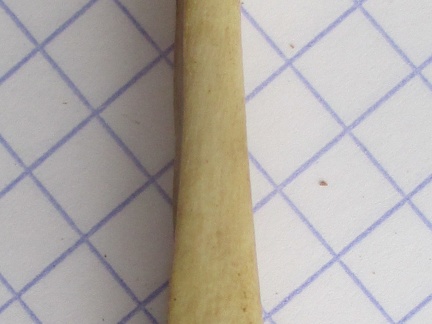 Ulna G dist2