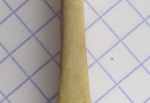 Ulna G dist2