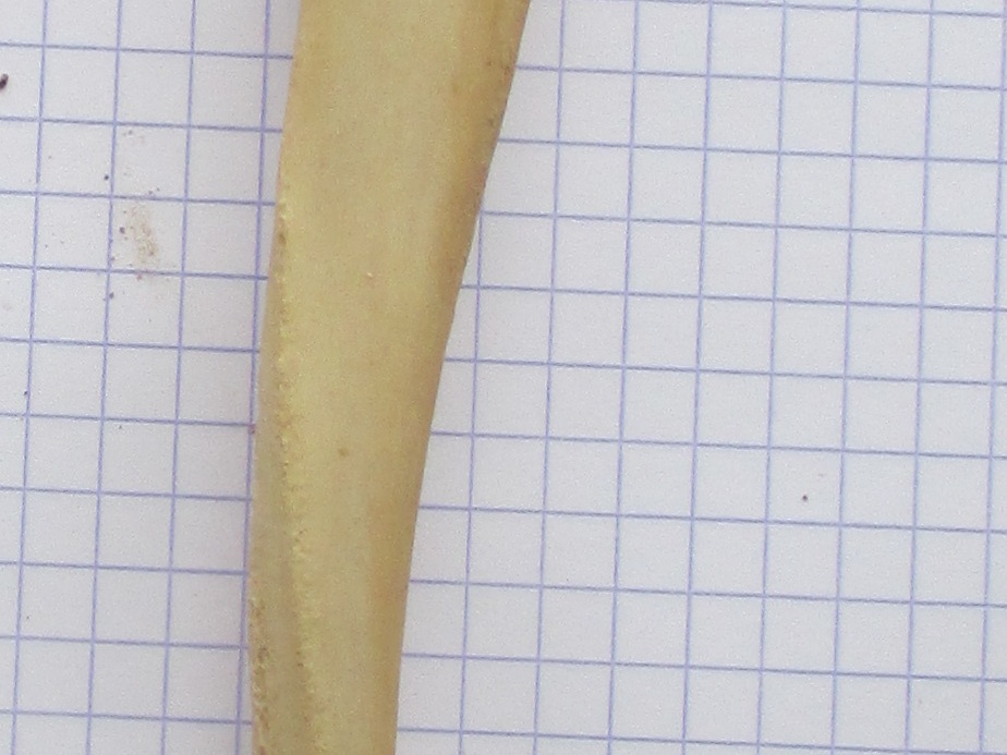 Ulna G lat (15475 visites) Ulna G lat