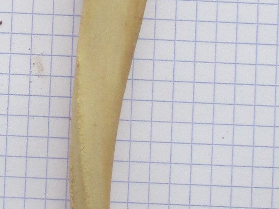 Ulna G lat