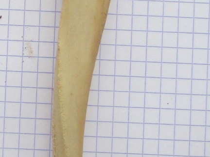 Ulna G lat