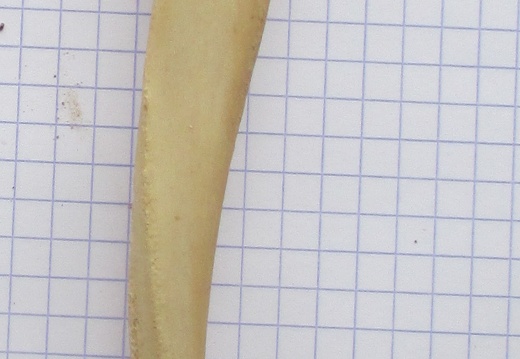 Ulna G lat