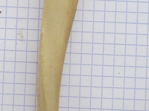 Ulna G lat (15524 visites) Ulna G lat