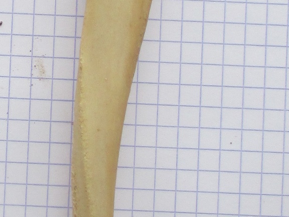 Ulna G lat