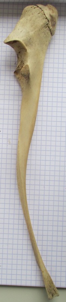 Ulna_G_lat.JPG