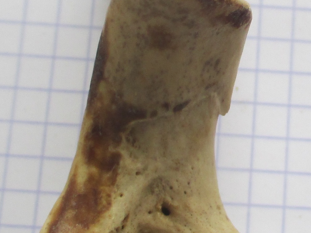 Ulna G prox dors