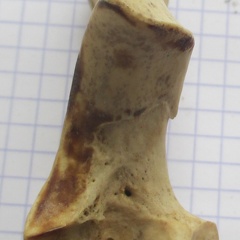 Ulna G prox dors