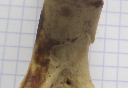 Ulna G prox dors