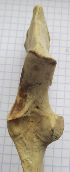 Ulna_G_prox_dors.JPG