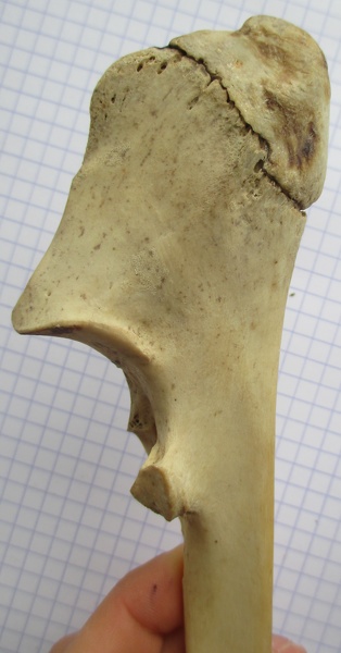 Ulna G prox lat1 - Ulna_G_prox_lat1.JPG Ulna_G_prox_lat1.JPG