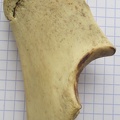 Ulna G prox med (13396 visites) Ulna G prox med