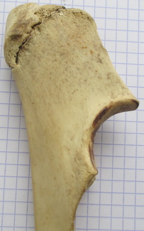 Ulna G prox med