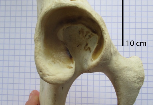 Coxal D aceta vent