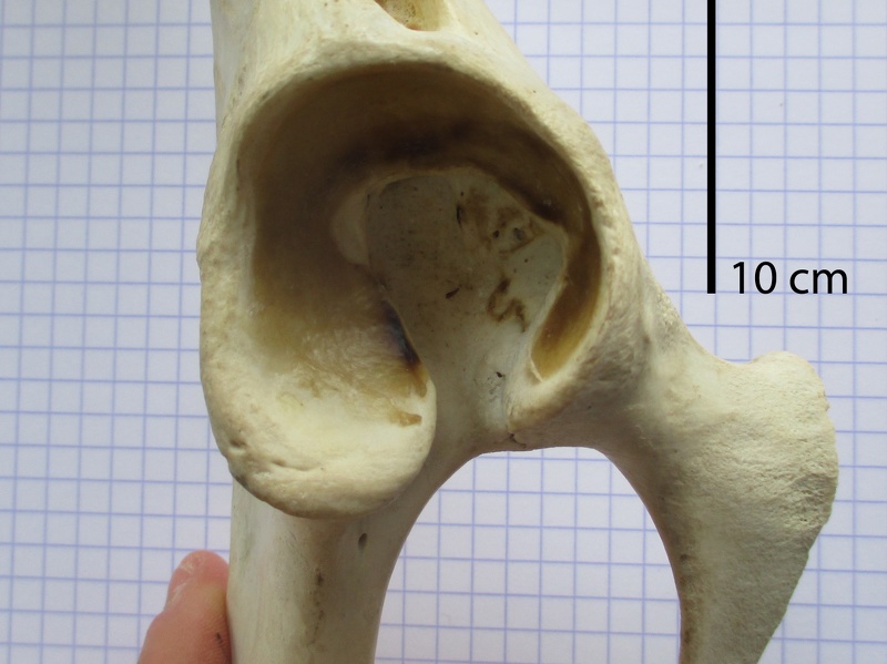 Coxal D aceta vent