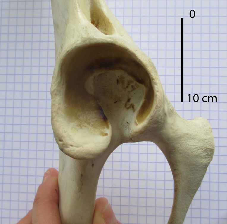 Coxal D aceta vent