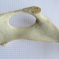 Coxal D ischium dors (12038 visites) Coxal D ischium dors