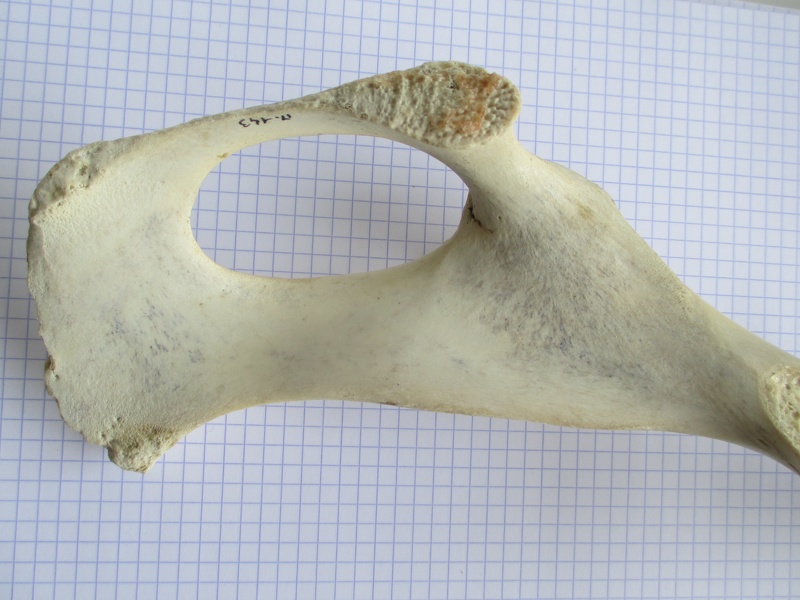 Coxal D ischium dors (12022 visites) Coxal D ischium dors