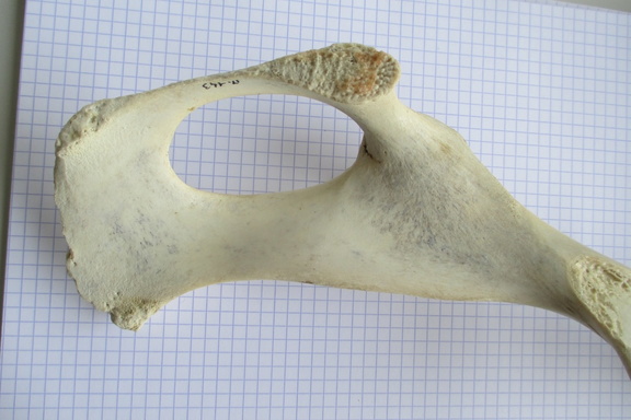 Coxal D ischium dors