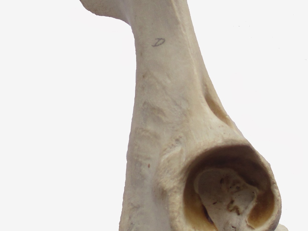 Coxal D vent (14243 visites) Coxal D vent