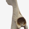 Coxal D vent (14243 visites) Coxal D vent