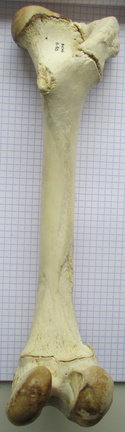 Fémur D caud