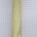 Fémur_D_caud.JPG