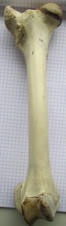 Fémur D cran