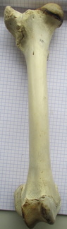 Fémur D cran