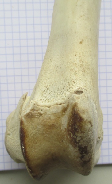 Fémur D dist cran - Fémur_D_dist_cran.JPG Fémur_D_dist_cran.JPG