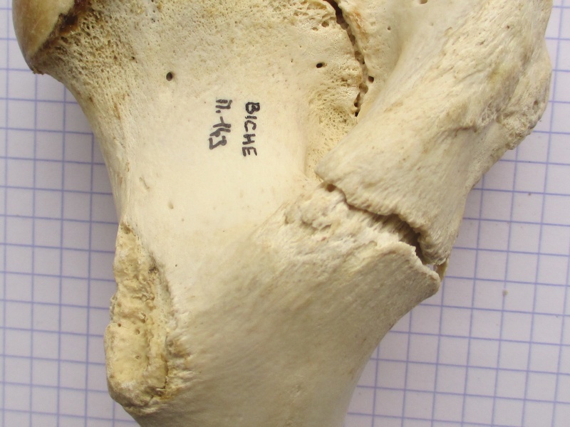 Fémur D prox caud (11826 visits) Fémur D prox caud
