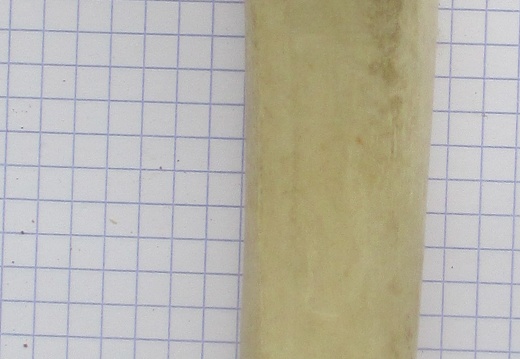 Tibia D cran (15500 visits) Tibia D cran