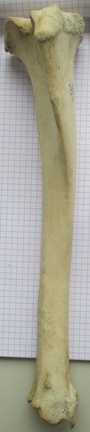 Tibia D cran