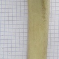 Tibia D cran