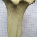 Tibia D prox caud (12554 visites) Tibia D prox caud