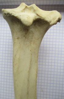 Tibia D prox caud
