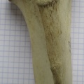 Tibia D prox cran (12881 visites) Tibia D prox cran