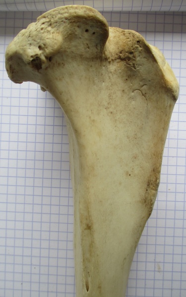 Tibia D prox lat - Tibia_D_prox_lat.JPG Tibia_D_prox_lat.JPG