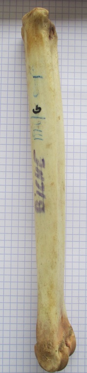 MTC G lat